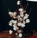 Clean Cotton